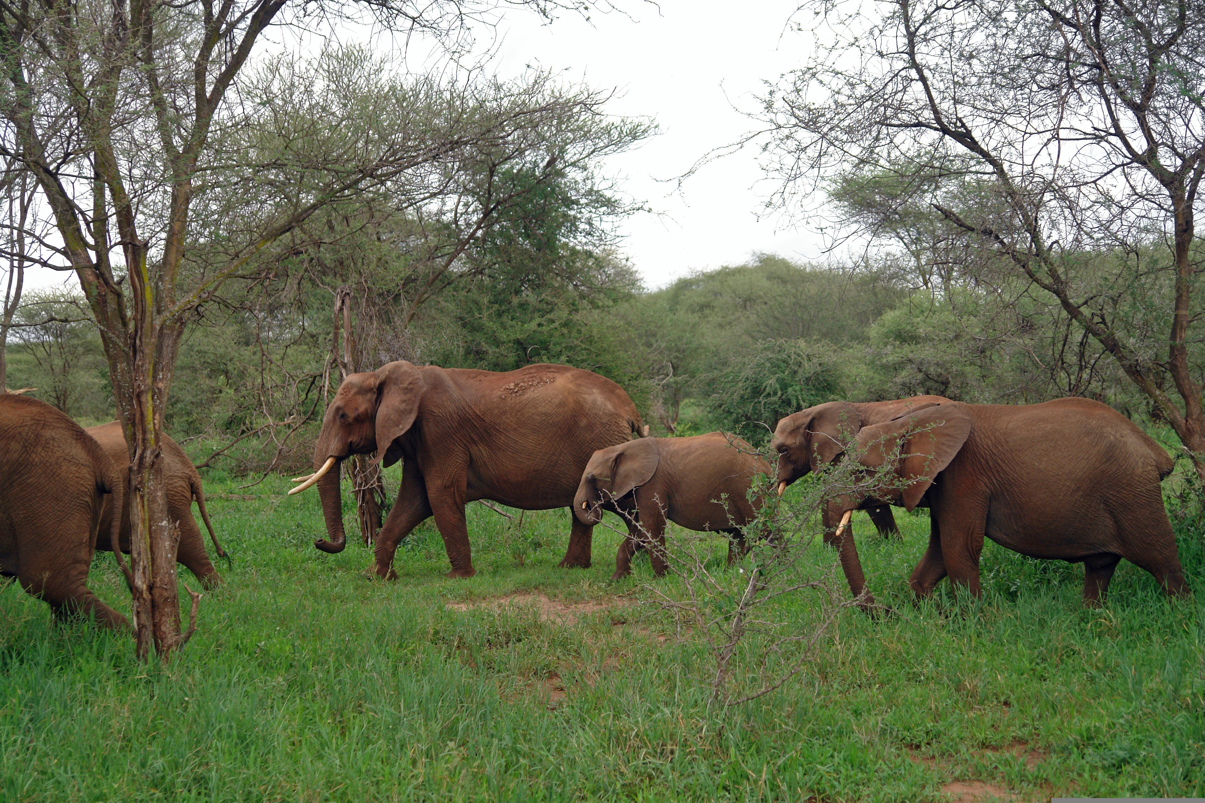 Safari Concierge Guide with Clients