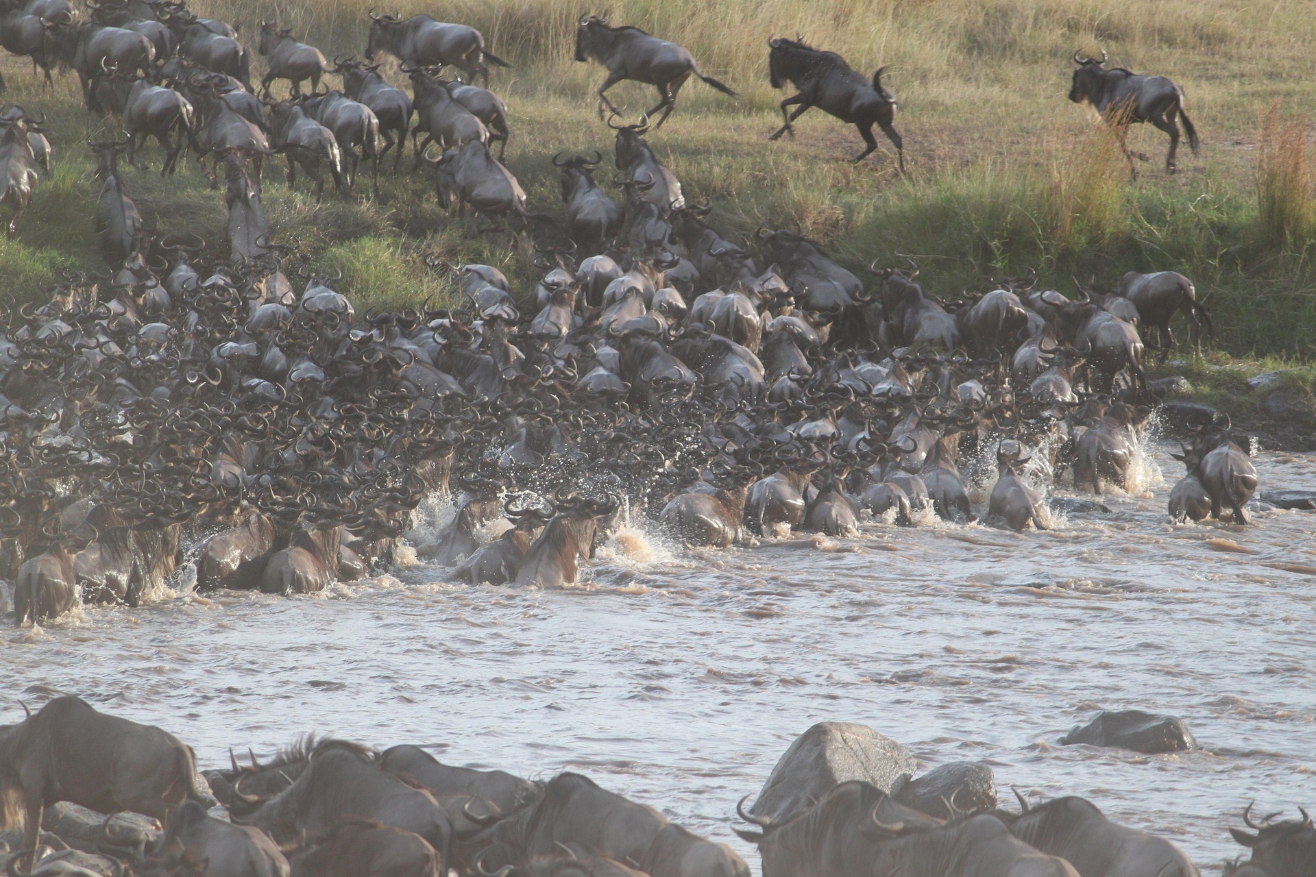 The Call of the Serengeti: A Guide to the Great Migration